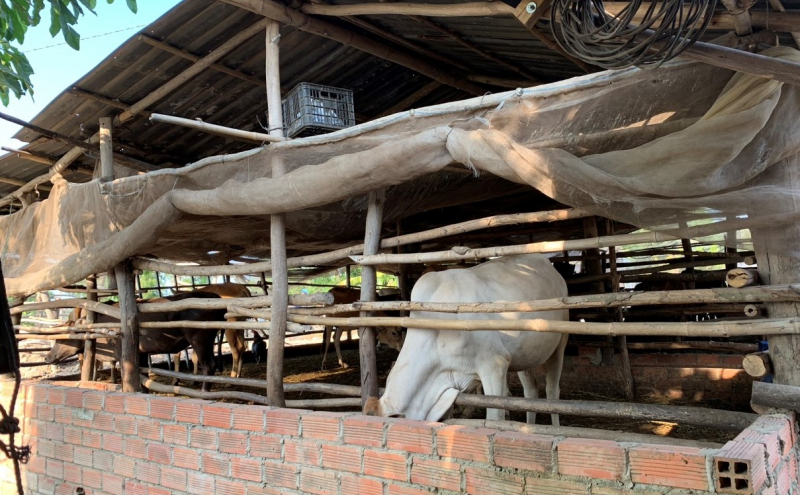 Phá đường dây buôn lậu bò từ Campuchia về Việt Nam